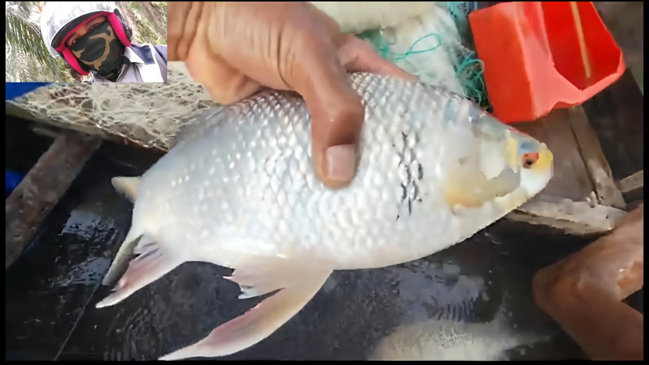 WAJIB TONTON IKAN MATA MERAH TERJARING JALA NELAYAN