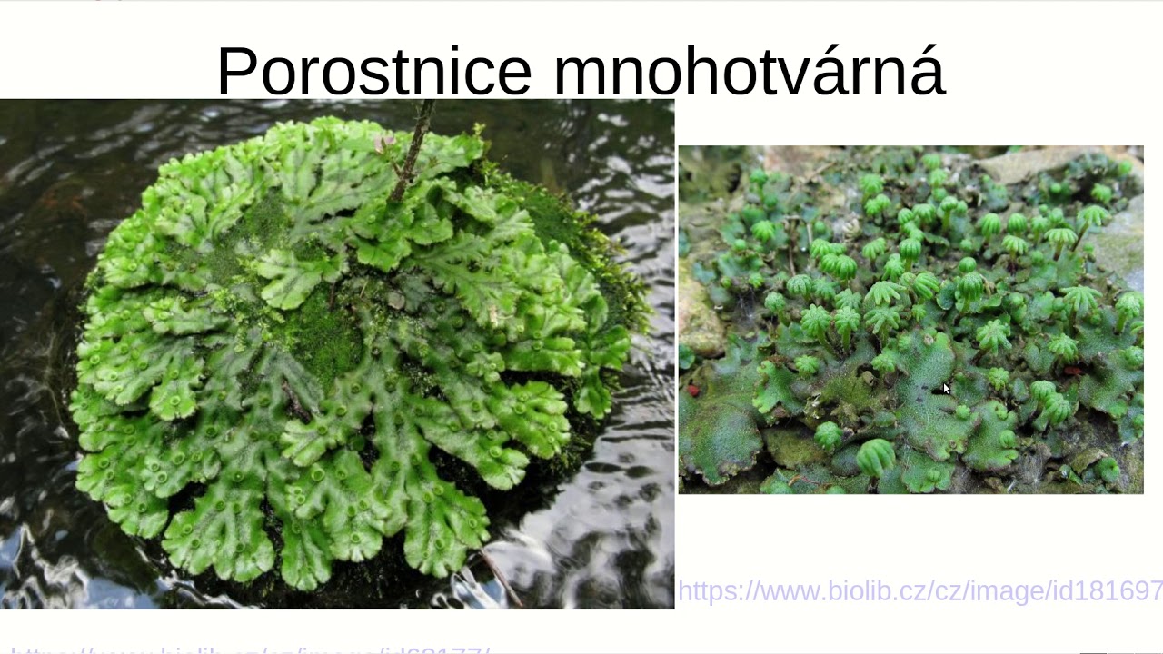 Mechorosty pro 1 A
