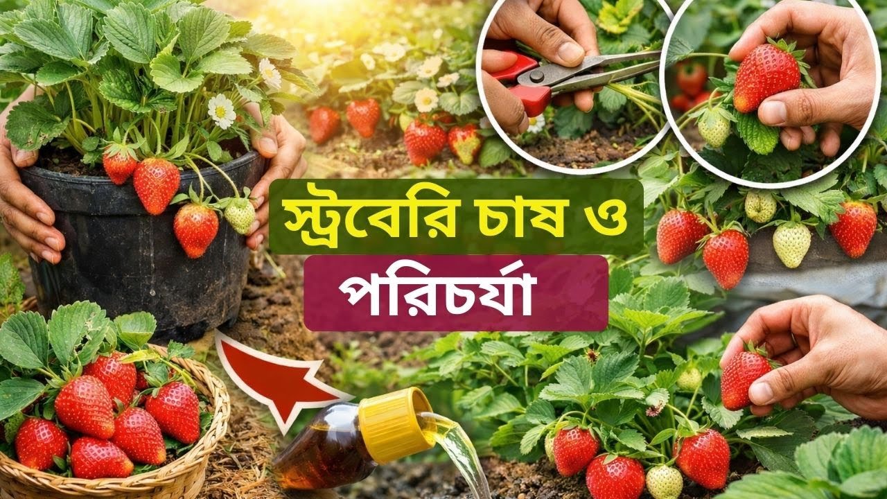 টবে ও জমিতে স্ট্রবেরি গাছের পরিচর্যা | বেশি ফুল ও ফল পাওয়ার সহজ উপায় 🍓।#strawberry #plant #care
