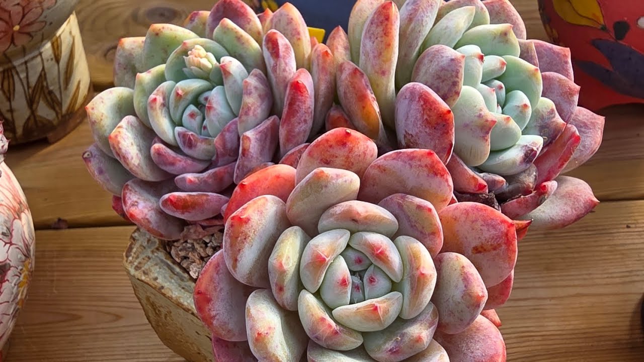26년1월21일  하우스 육이들 하엽이 뽀너스#다육이 #succulent 