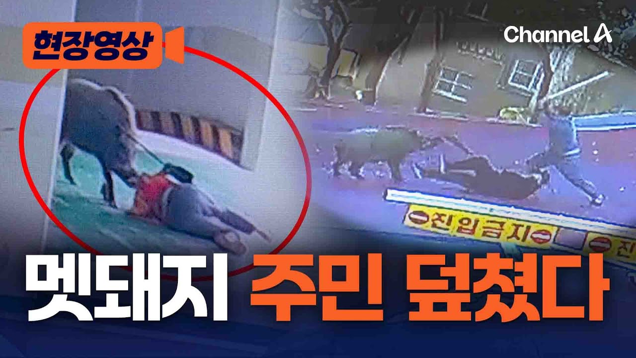 120kg 멧돼지 주민 덮쳐 2명 중상…습격 당시 영상 [현장영상] / 채널A