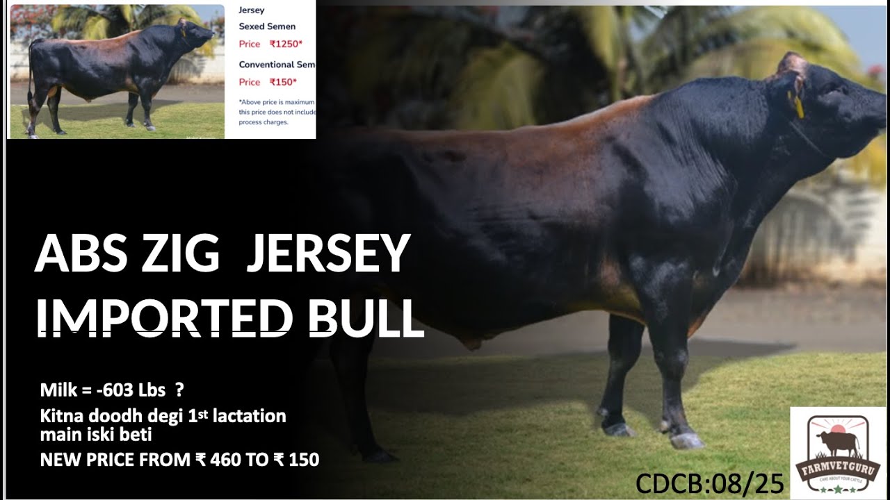 ABS ZIG  JERSEY IMPORTED BULL : New Price ₹150 ,Good news for farmers. Lets check CDCB Latest data|
