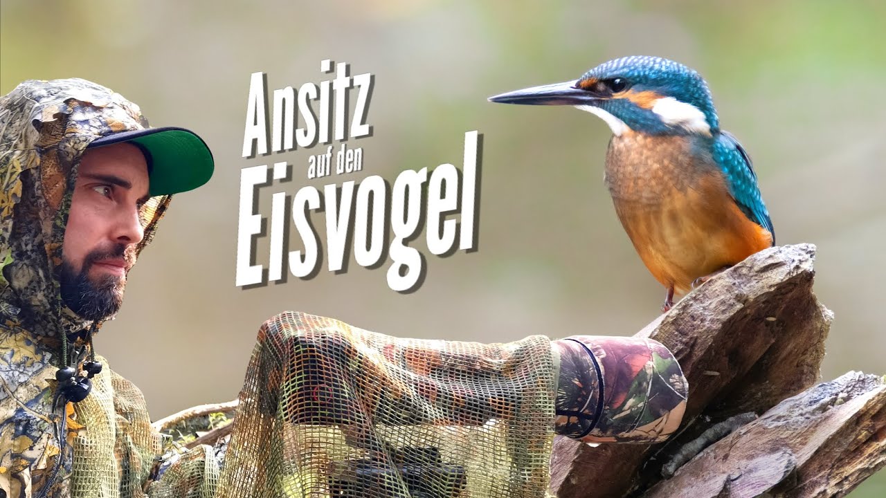 Ansitz auf den Eisvogel