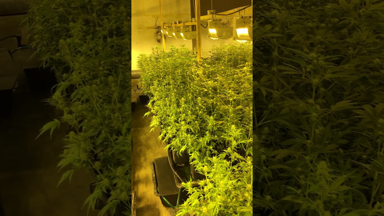 Serious Weeds Switzerland Indoor Project Big Room #1