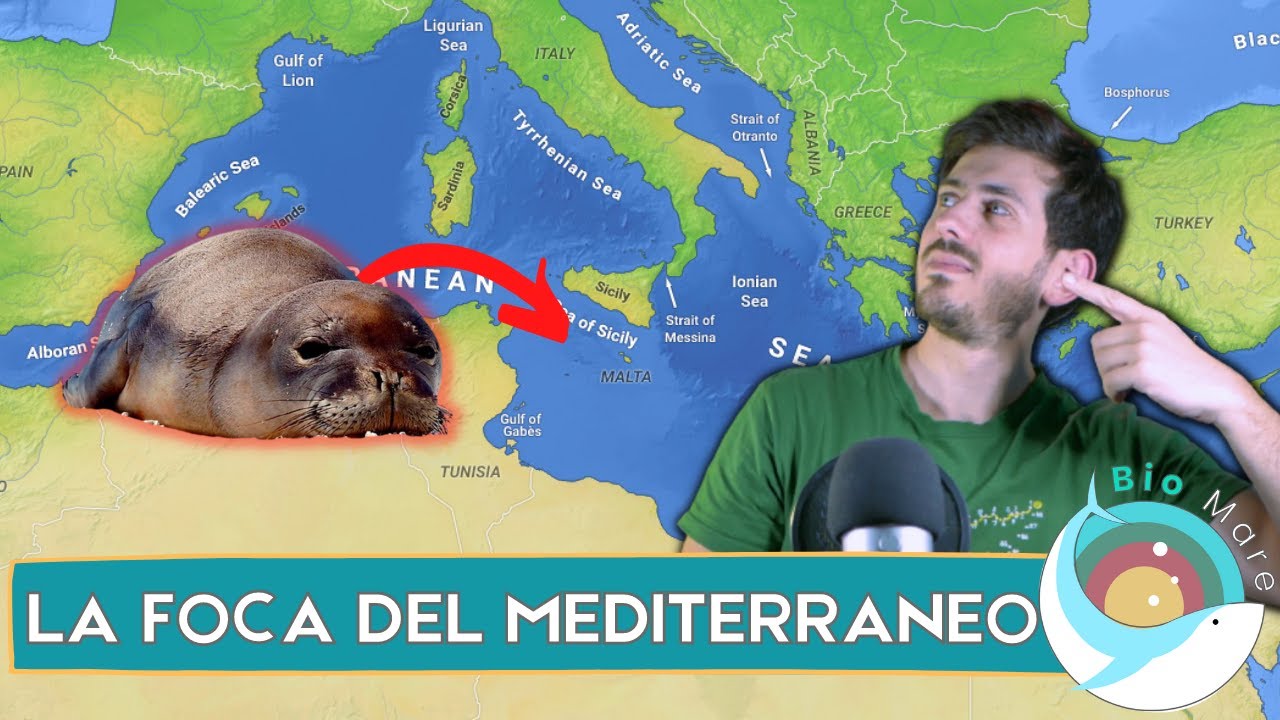 FOCA MONACA MEDITERRANEA: LA SPECIE DI FOCA PIU' MINACCIATA AL MONDO - BIOMARE #38 - SUB H2O