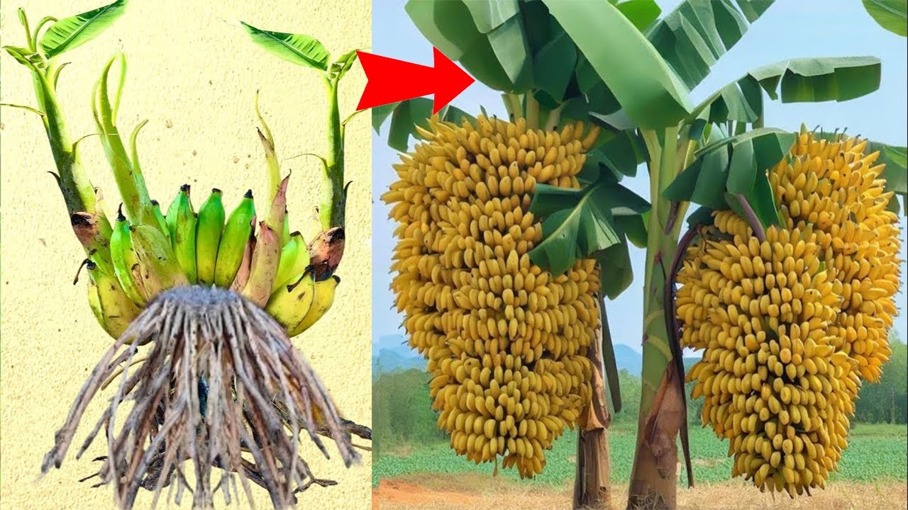 Propagating bananas with aloe vera is super effective and very simple, anyone can do it