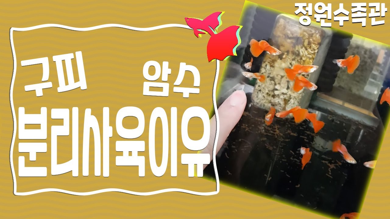 구피 암수를 분리 사육하는이유