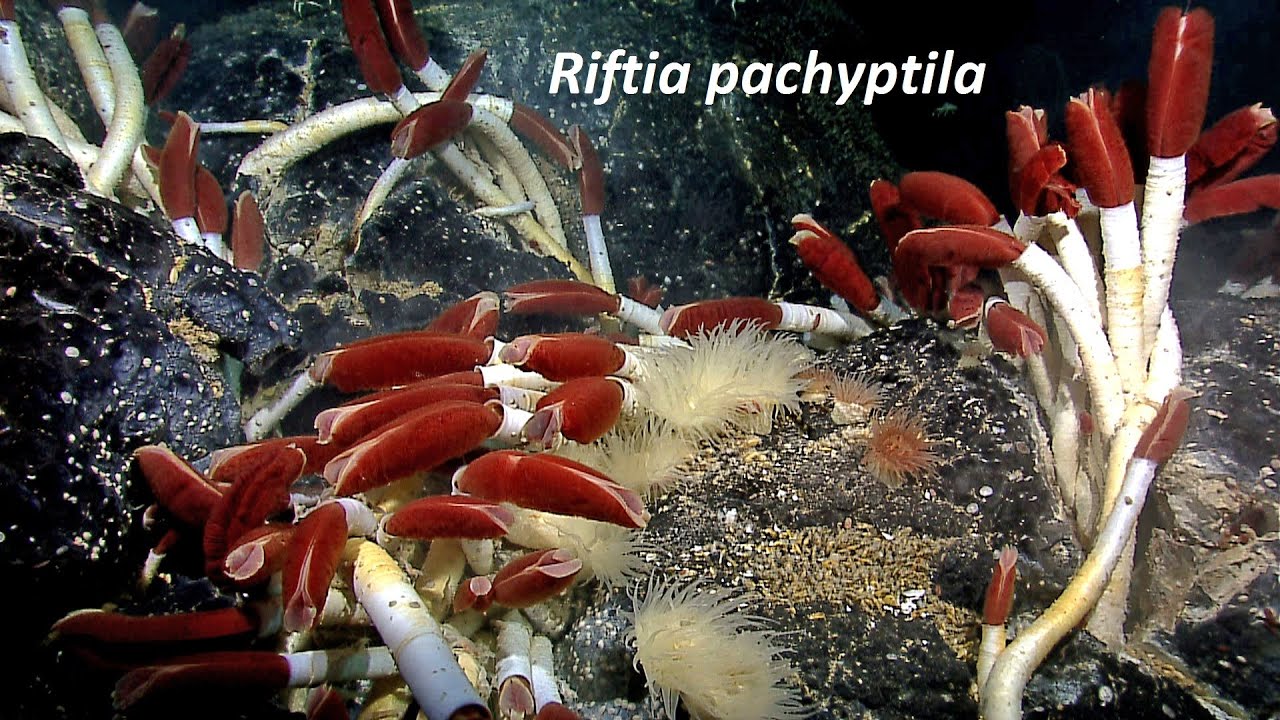 Animales fantásticos y dónde encontrarlos: Riftia pachyptila #2