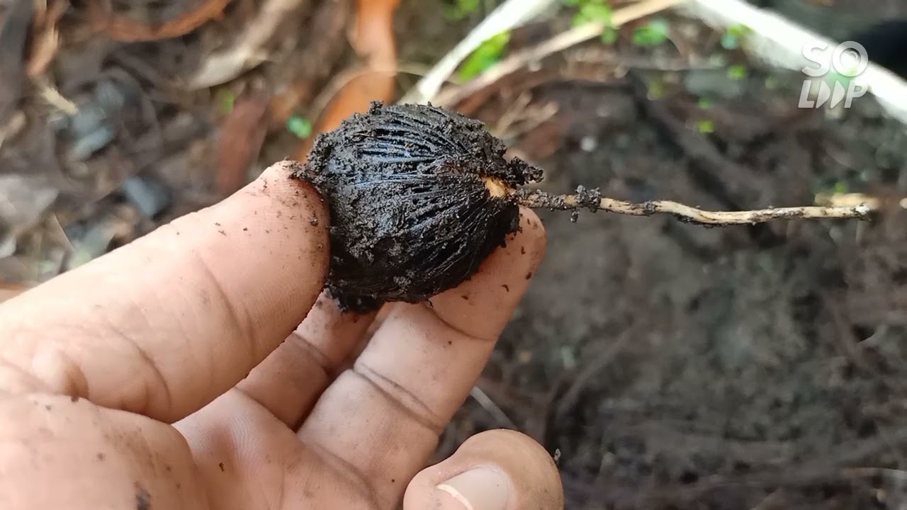 Ways on How to Germinate Faster Foxtail from seeds  just Less than 3 weeks