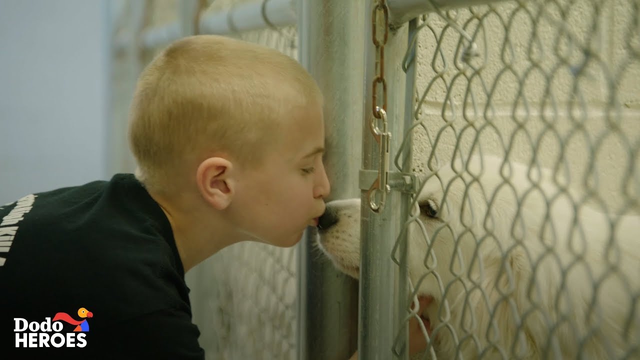 This Kid's Goal Is To Get Every Single Shelter Dog in the U.S. Adopted | The Dodo Heroes Season 2