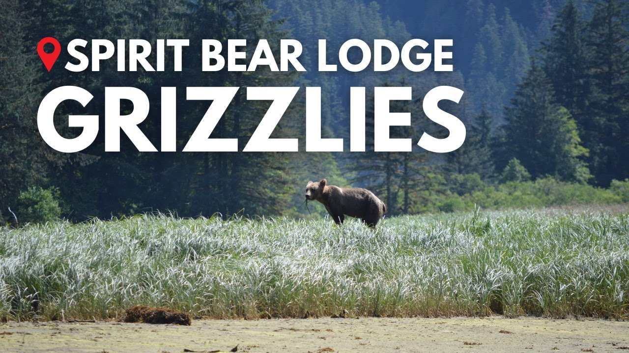 Spirit Bear Lodge Grizzlies