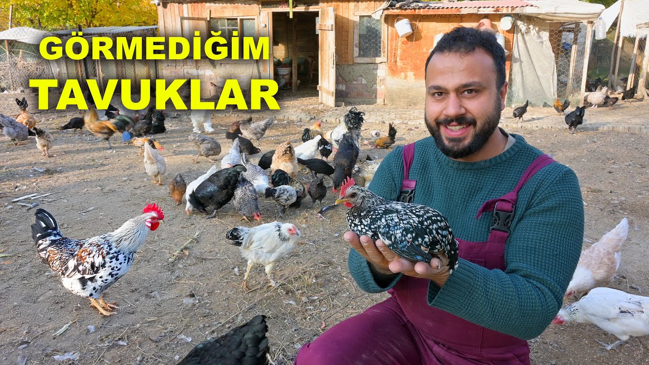 🐔 Daha &Ouml;nce G&ouml;rmediğim Yeni Tavuklar 😍 | Damızlık Horozumuzu Kaybettik 💔 | &Ccedil;iftlik Hayvanları