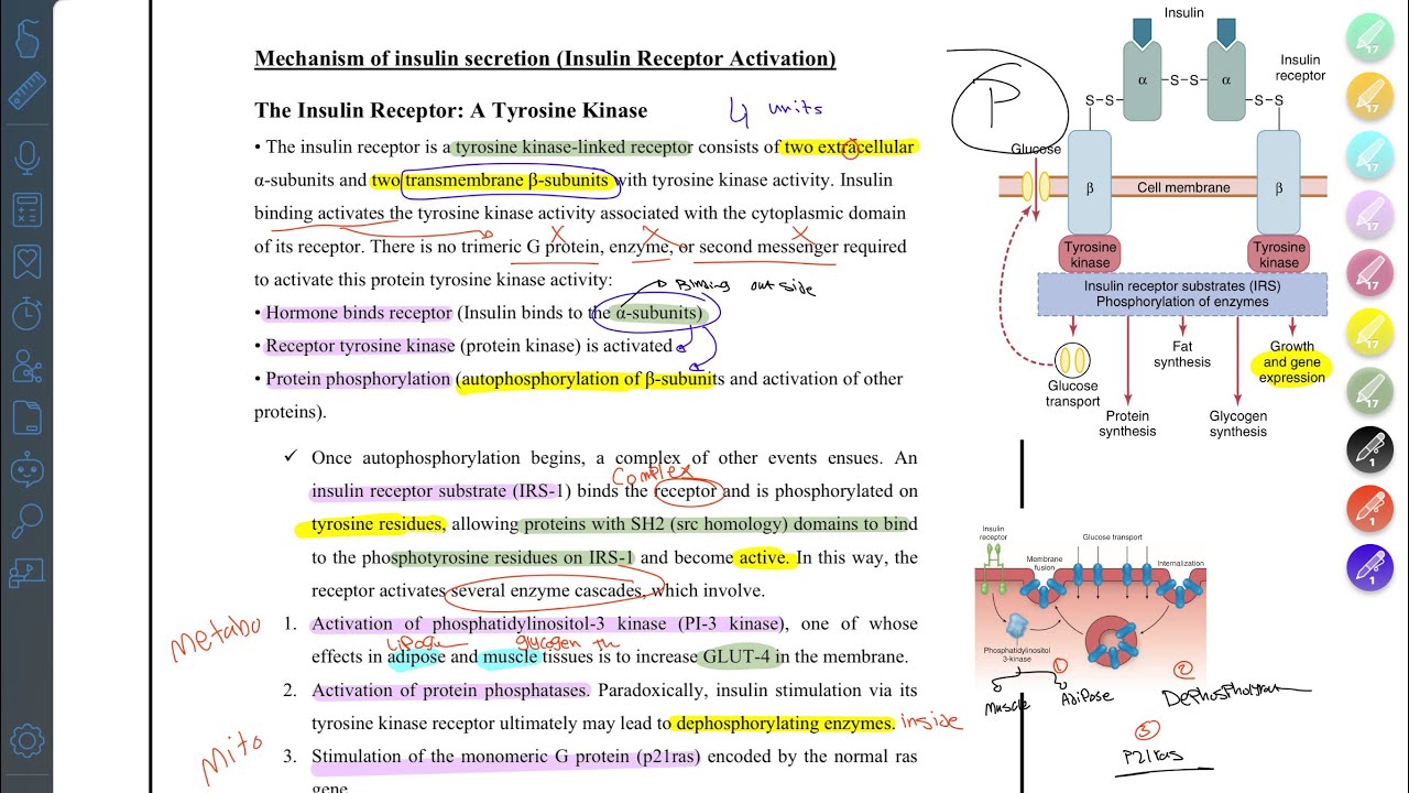 Insulin: Synthesis, Secretion & Activation Simplified