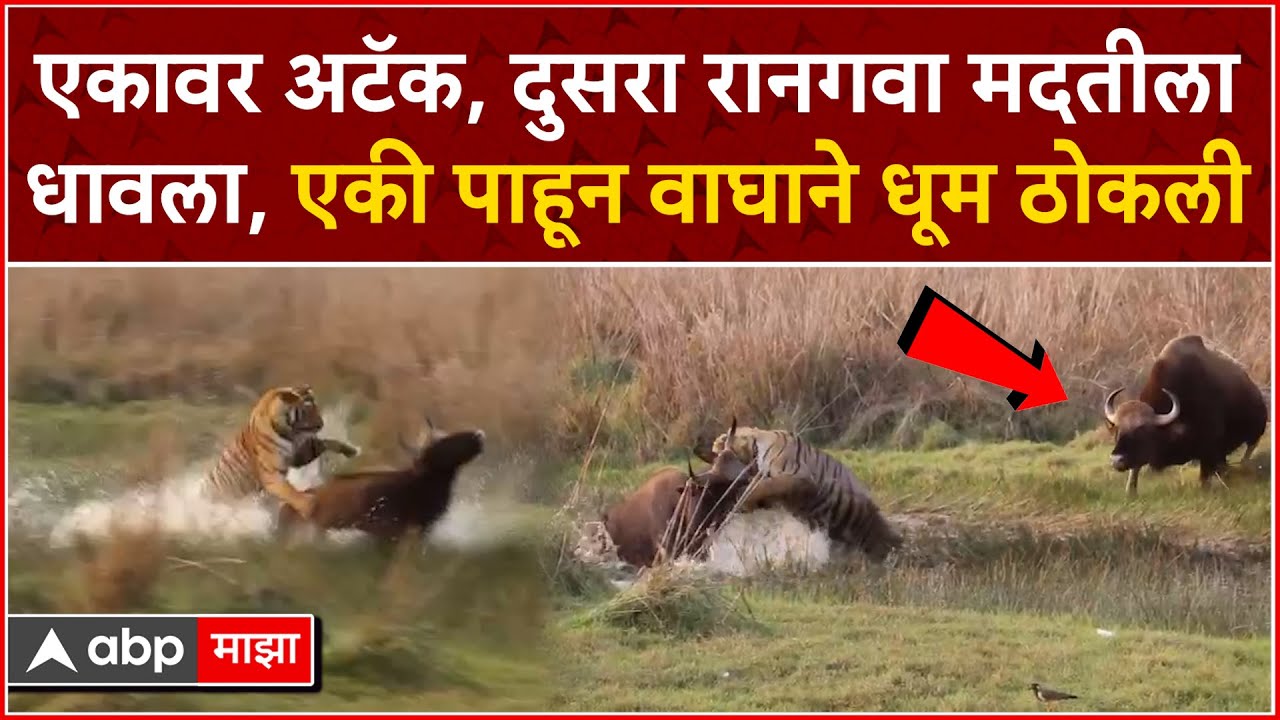 Rangava Tiger Fight : Tadoba व्याघ्र प्रकल्पातील रानगवा-वाघाच्या झुंजीचा थरार कॅमेऱ्यात कैद