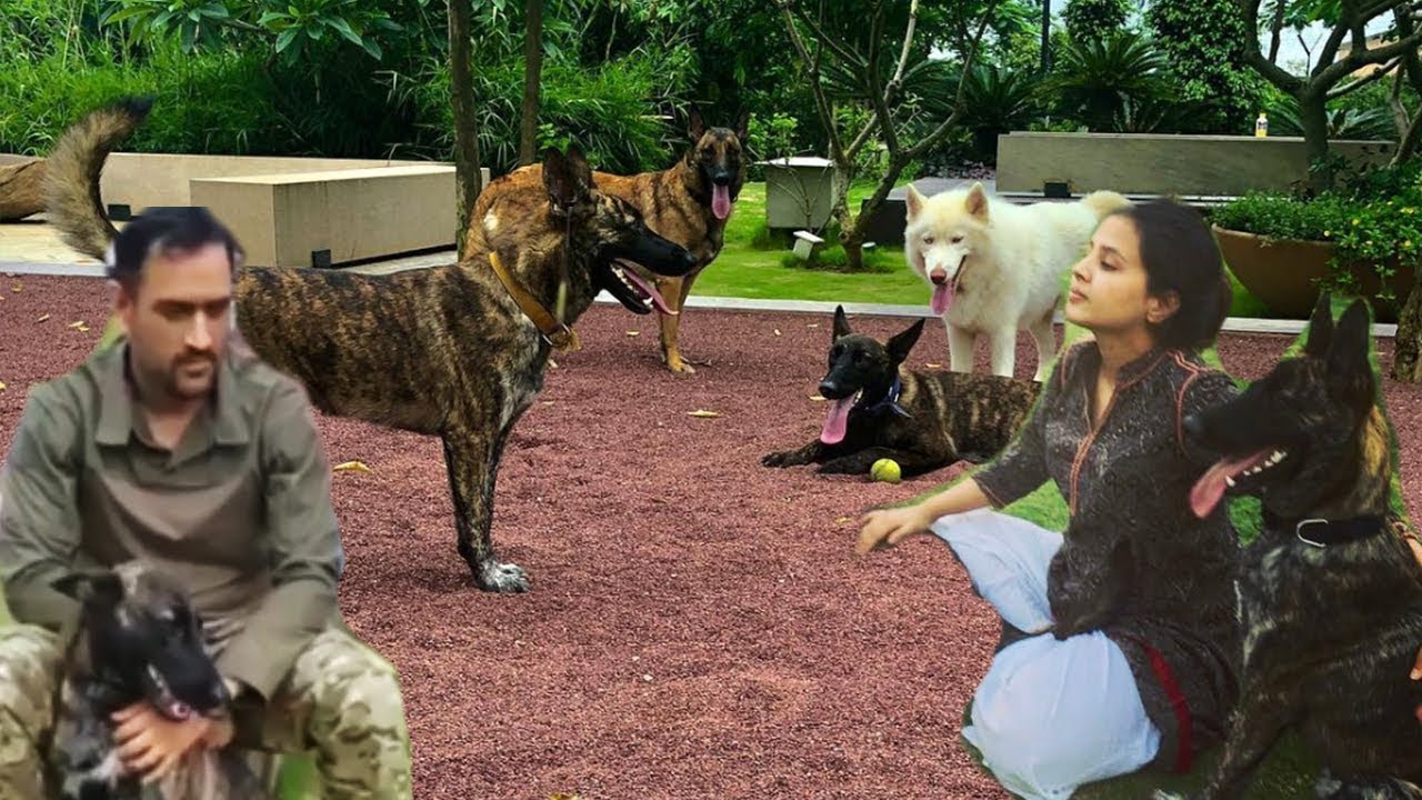 MS Dhoni And Sakshi dhoni Playing With Pet Dogs At Ms Dhoni's Ranchi House
