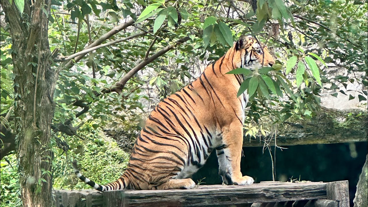 Nepal central zoo @kathmandu #explorewithkhilak #travel vlog #nature  @savenature