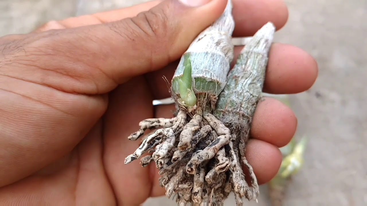 Cultivo de catasetum  replante e fases vegetativas, a pedido (Neuza Barbosa)