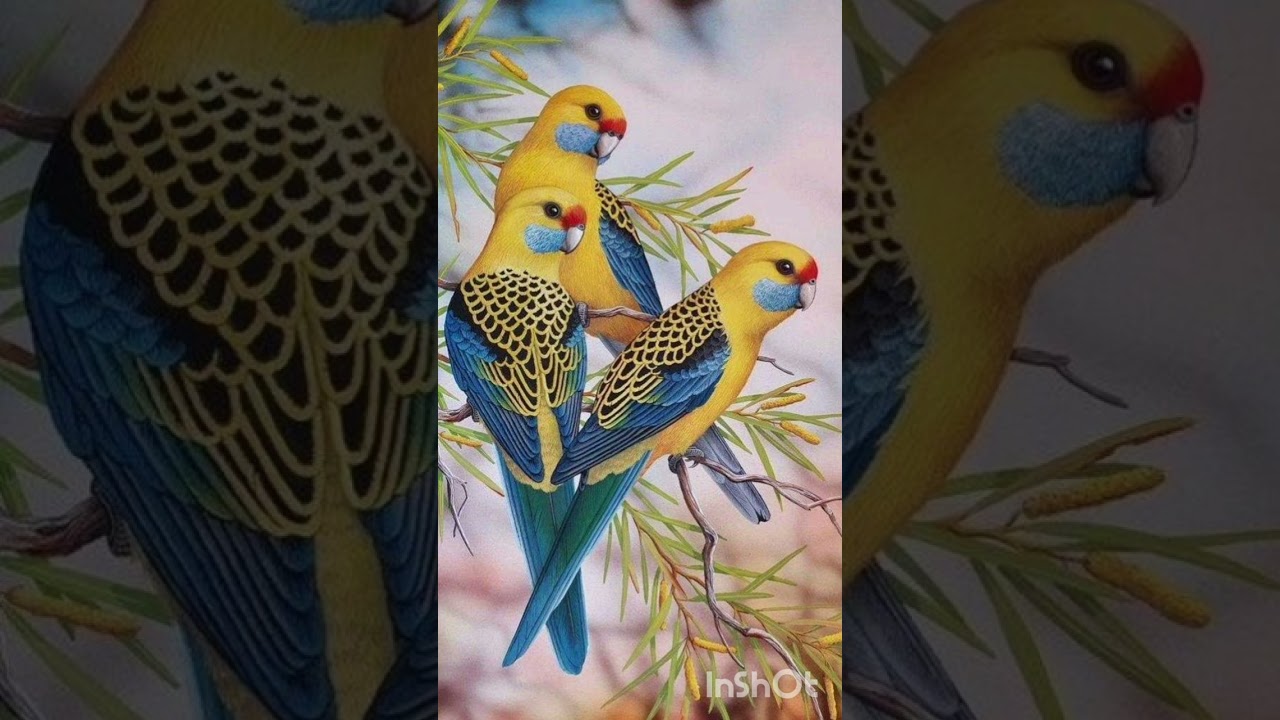 egbon nest jorjor 🦅