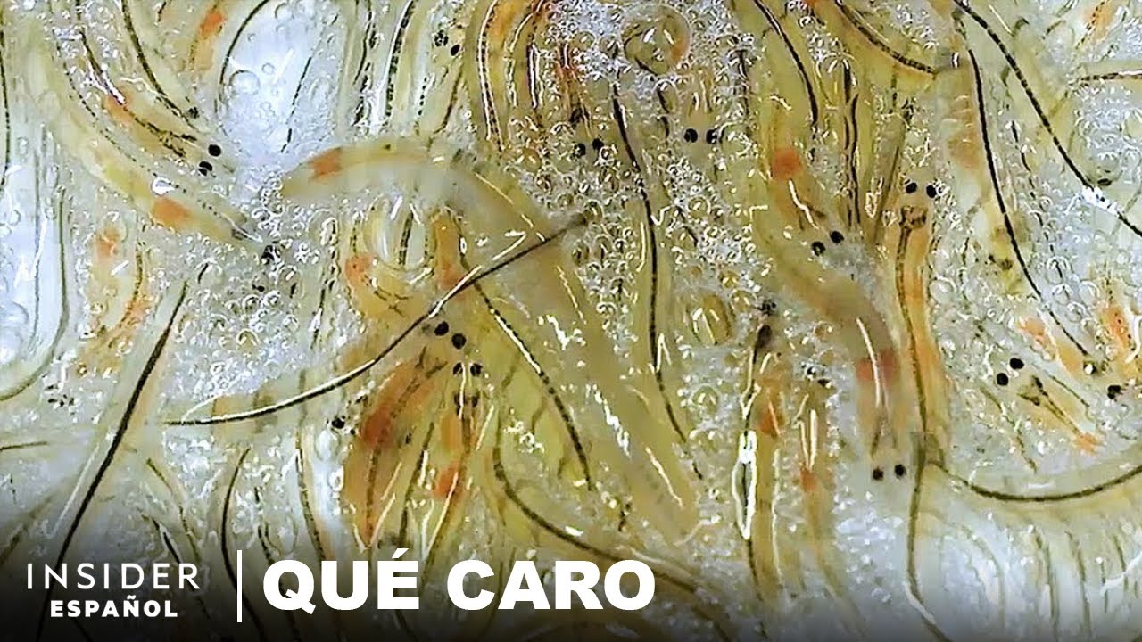 Por qué las anguilas transparentes (angulas) son tan caras | Qué caro (comida)