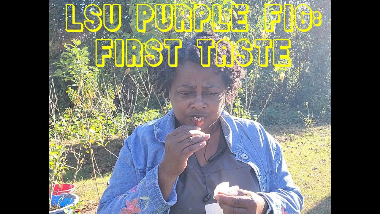 LSU Purple Fig: First Taste
