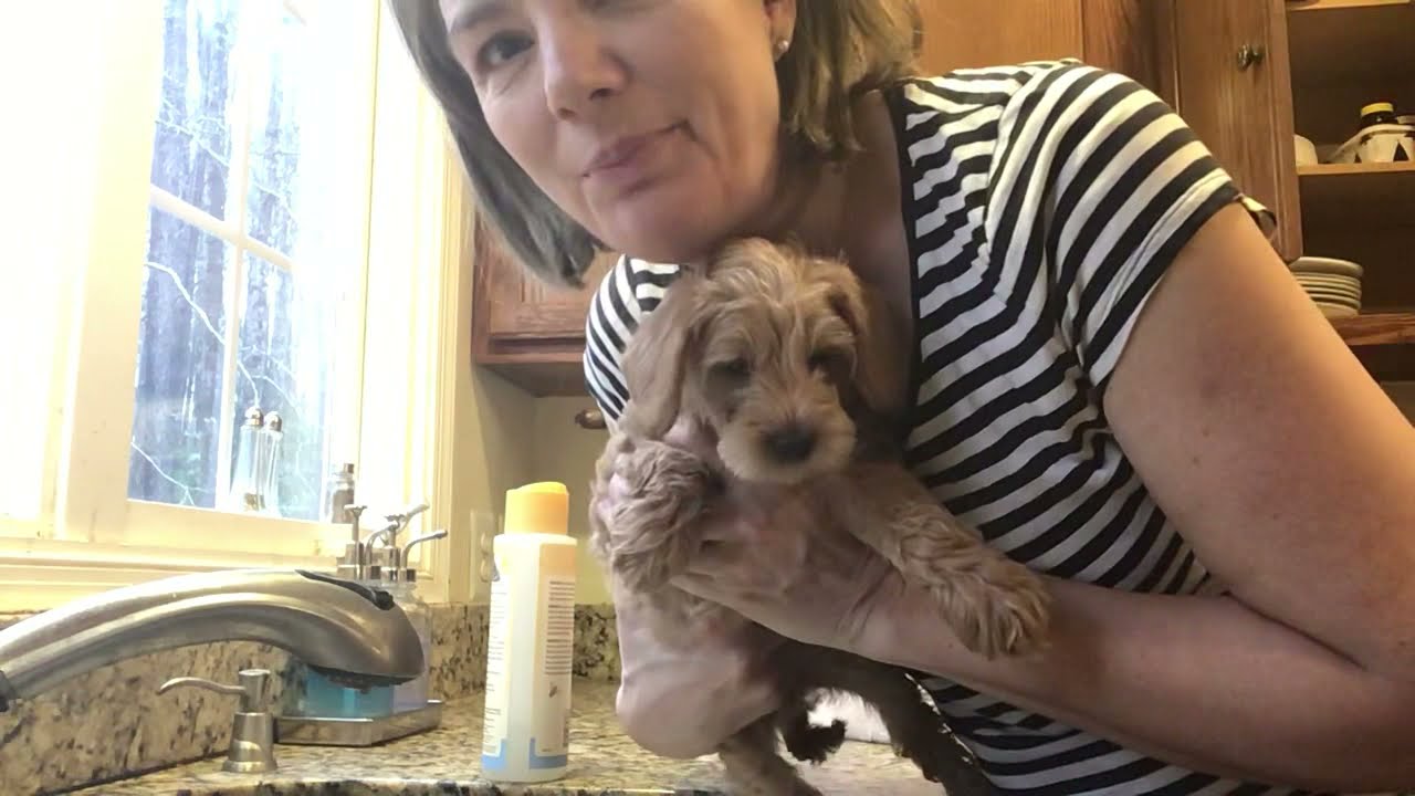 How I bath and dry an 8 week puppy