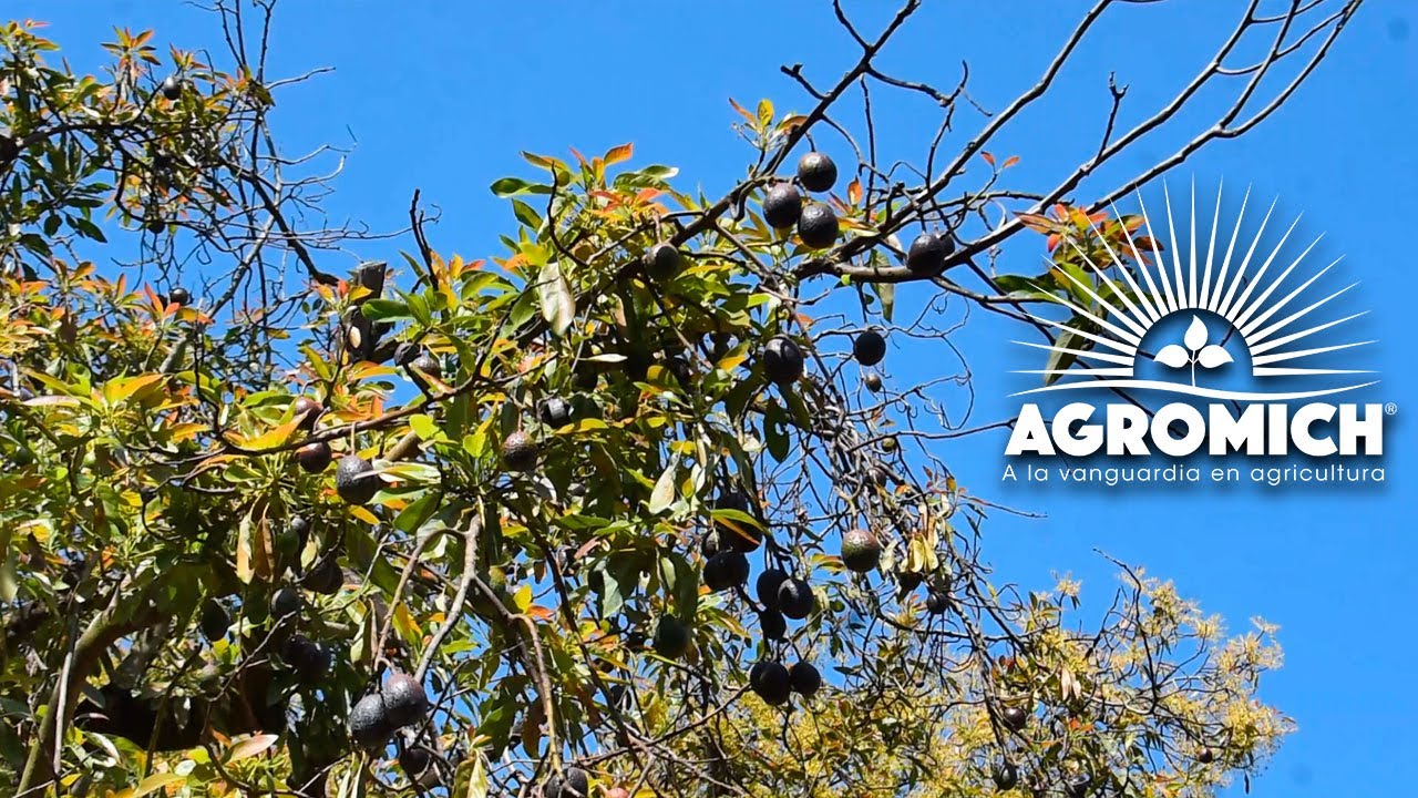 | Video 5 | Aplicación en suelo, otra alternativa para tratamiento de #PhytophthoraCinnamomi