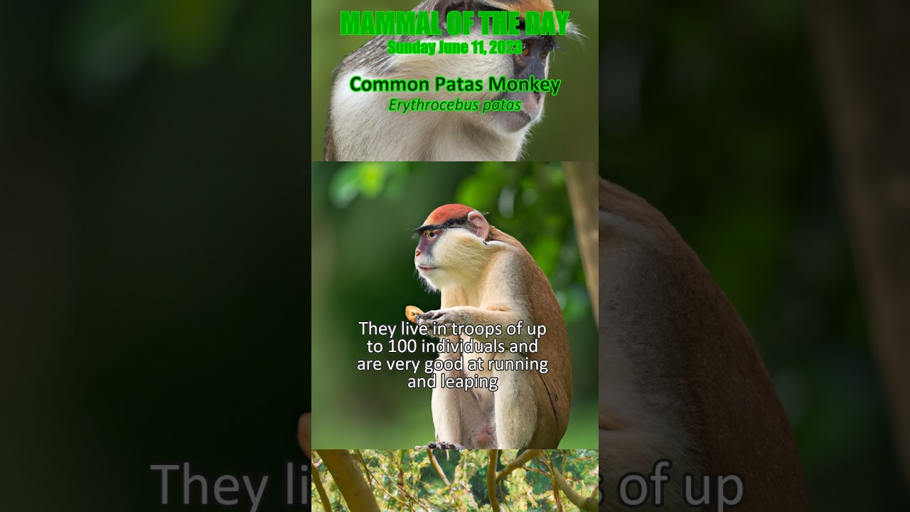 2023-06-11 Common Patas Monkey