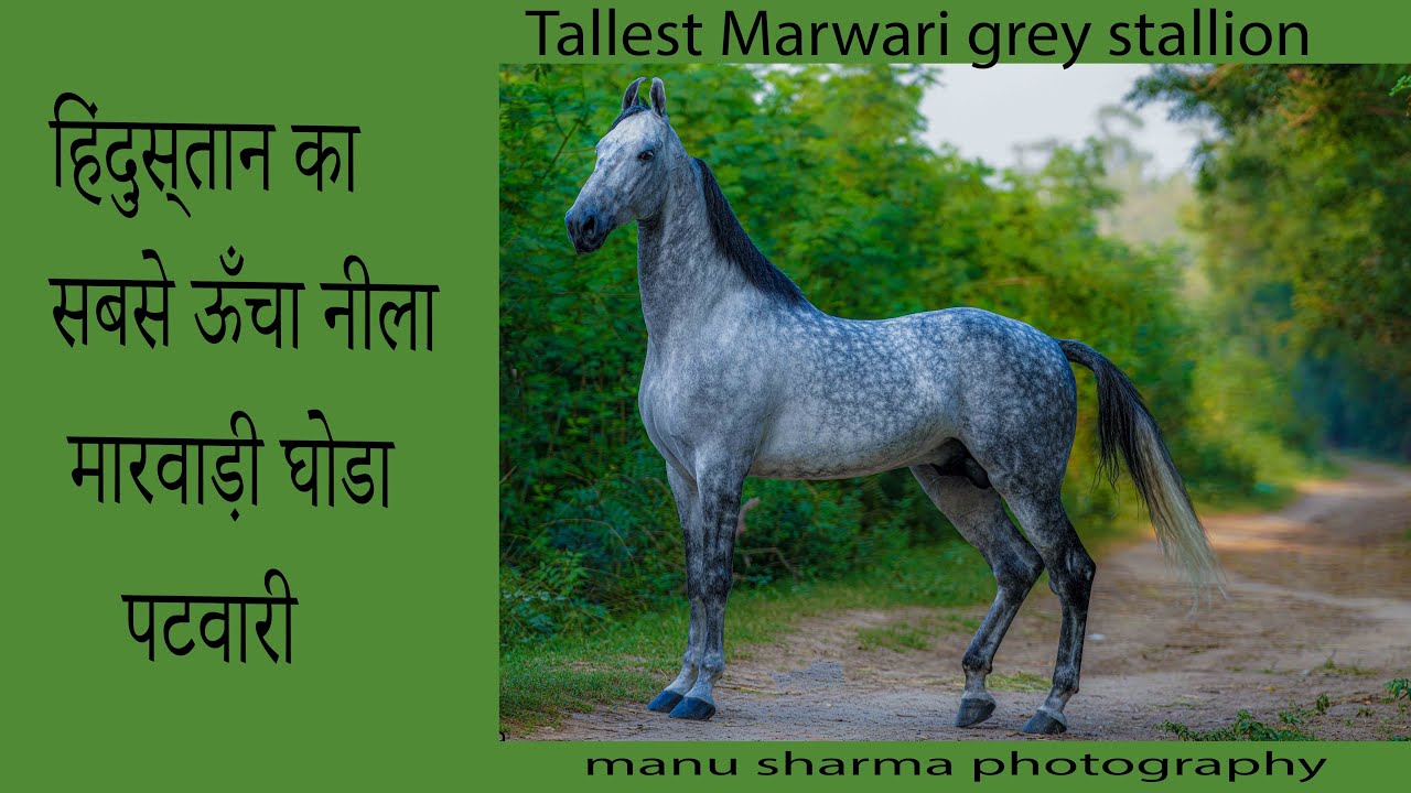 हिंदुस्तान का सबसे ऊँचा नीला मारवाड़ी घोडा पटवारी tallest grey marwari horse patwari