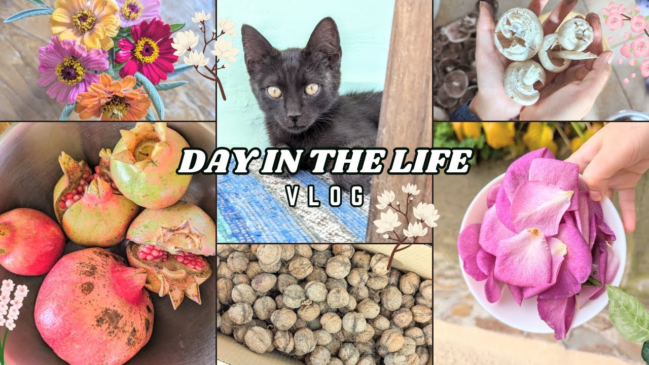 a day living the ghibli life | harvesting fruits & nuts, eating poisonous mushrooms, diy rose water