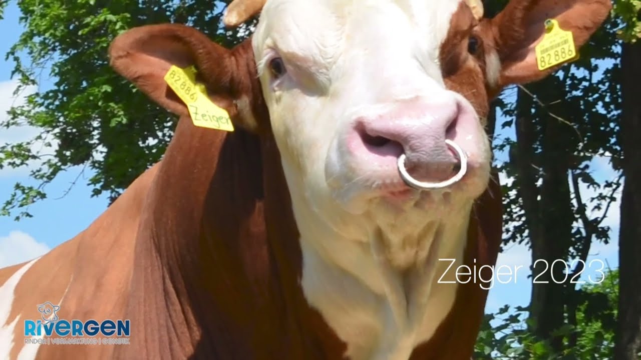 ZEIGER Nachzuchtgruppe - Deutsche Fleckviehschau in Miesbach