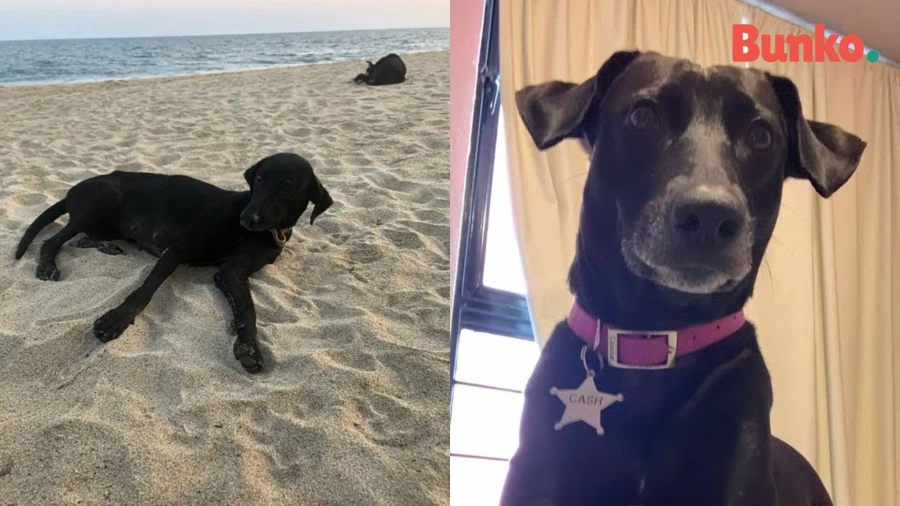 Viv&iacute;a rogando amor en las playas, hasta que viaj&oacute; a la ciudad a su nueva vida🥹🐾🏝️❤️
