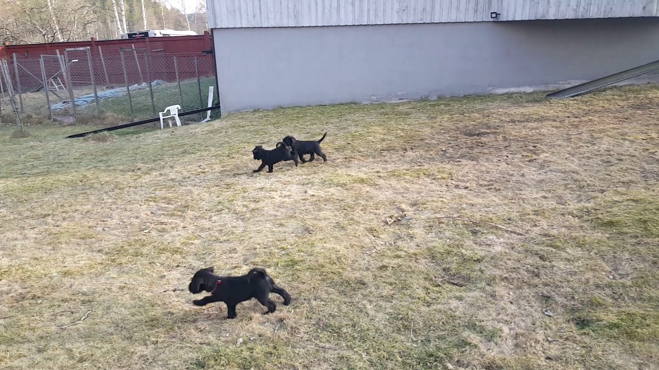 Zirros kennel valpar ute.