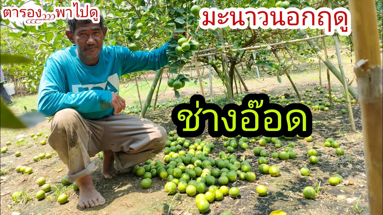 มะนาวนอกฤดู(พันธ์แป้นรำไพ)สวนใหญ่ช่างอ๊อต อ.ท่ายางจ.เพชรบุรี