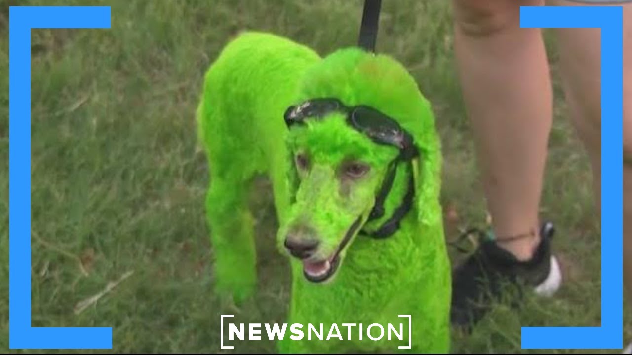 Roswell UFO festival in full swing | NewsNation Prime