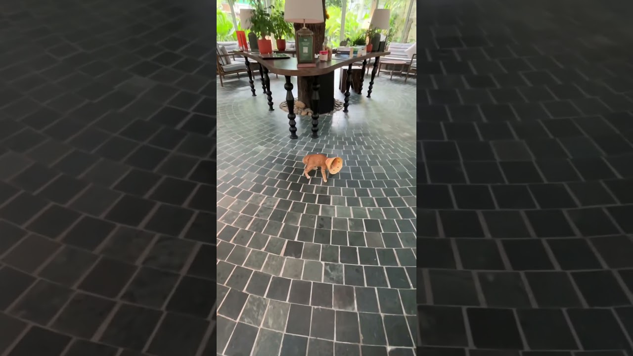 Orange cats are crazy, Like and Subscribe! 