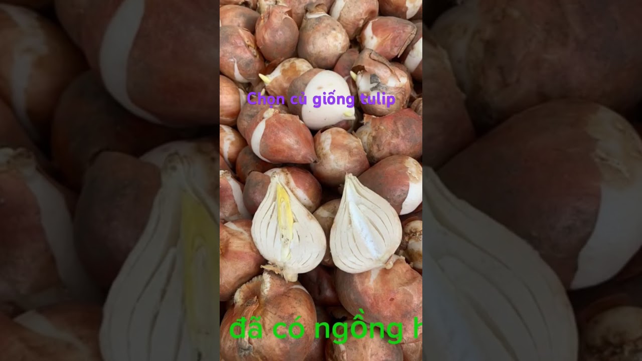 Chọn củ giống hoa Tulip để trồng #hoatulip #tulip #cugionghoatulip