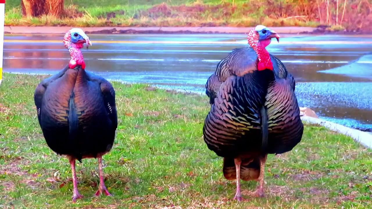 How to identify male and female wild turkeys?