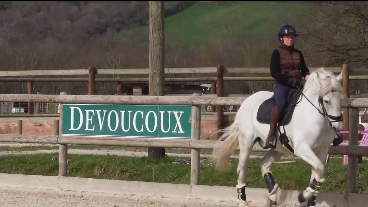 À vendre - Hongre - Lusitanien - 10 ans - Dressage - PSG 