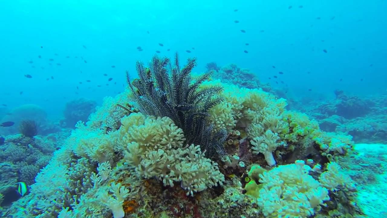 scuba diving in maricaban island