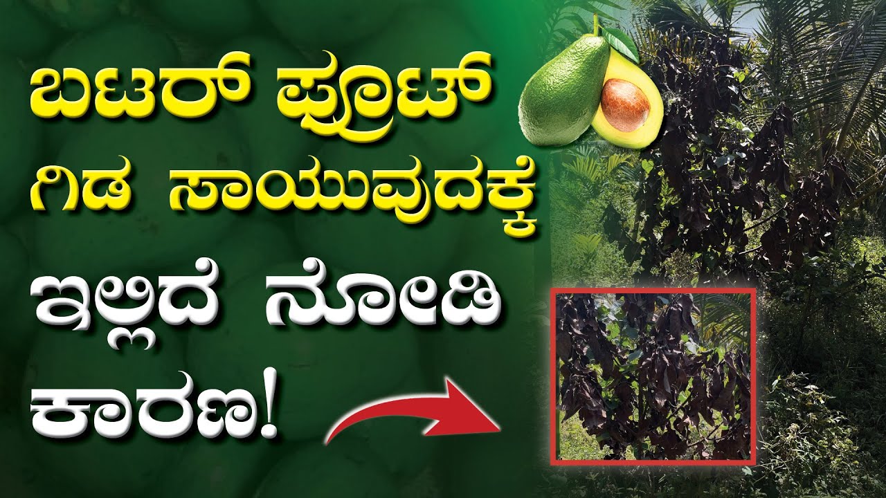 ಅಡಿಕೆ ಮತ್ತು ತೆಂಗಿನ ತೋಟದಲ್ಲಿ ಅಂತರ ಬೆಳೆಯಾಗಿ ಬಟರ್ ಫ್ರೂಟ್ ಕೃಷಿ | Butter Fruit Farming | Kannada Farmer