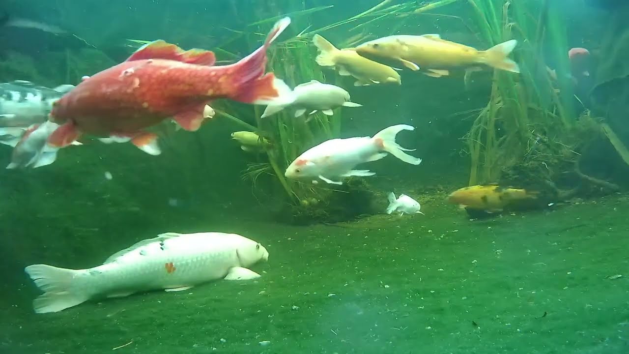 Pond and Turtle cam