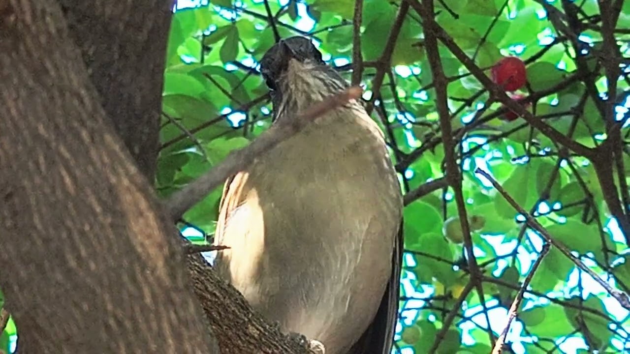 sabia parda barranco 
