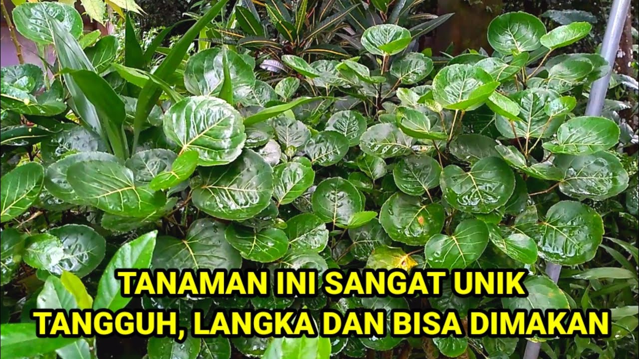 Unik Dan Langka, Tanaman Mamangkokan Juga Bisa Dijadikan Lalapan Loh
