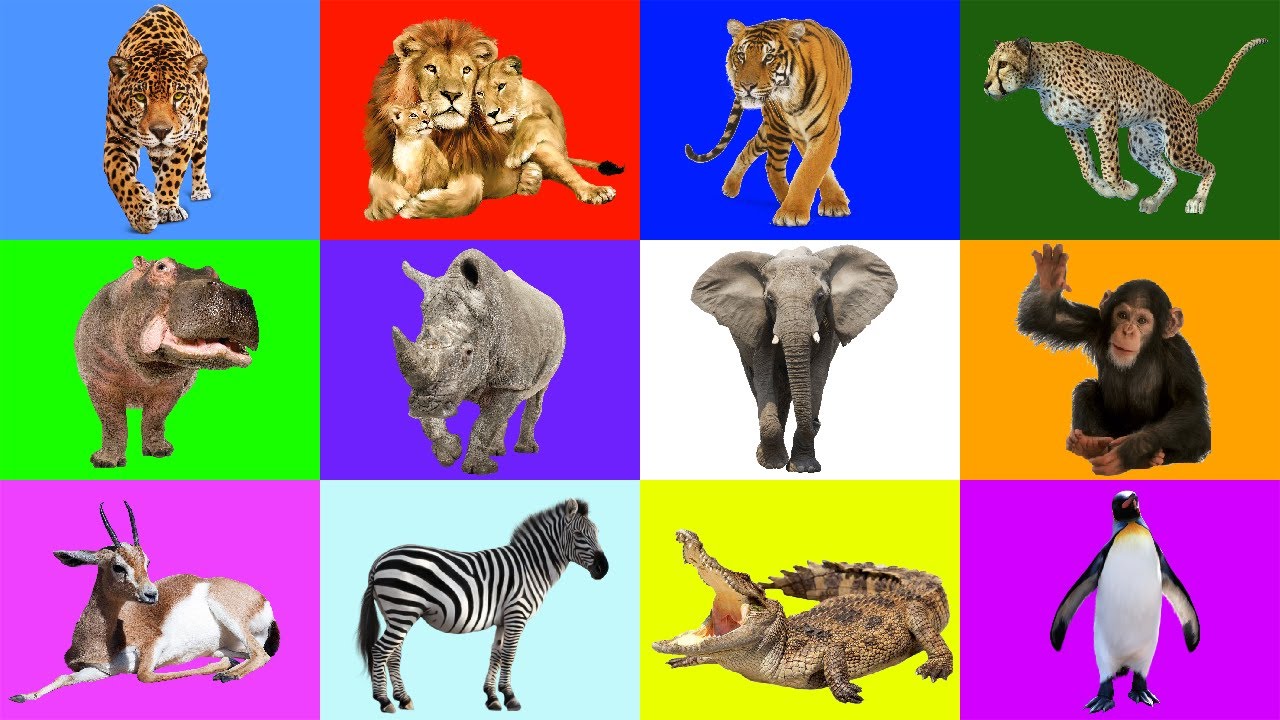 Животные для детей в английском сафари