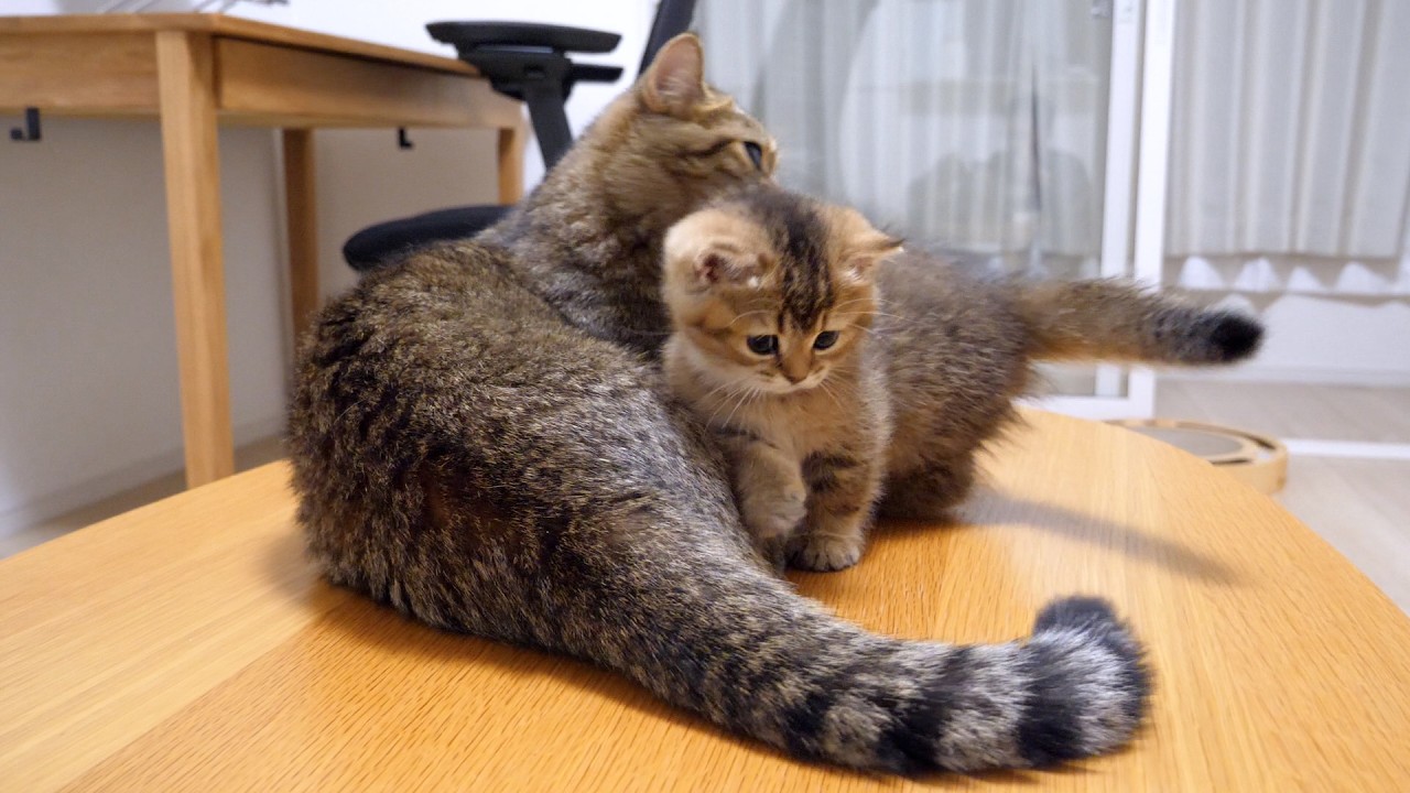 Loving time between mother cat Lili and daughter cat Charo