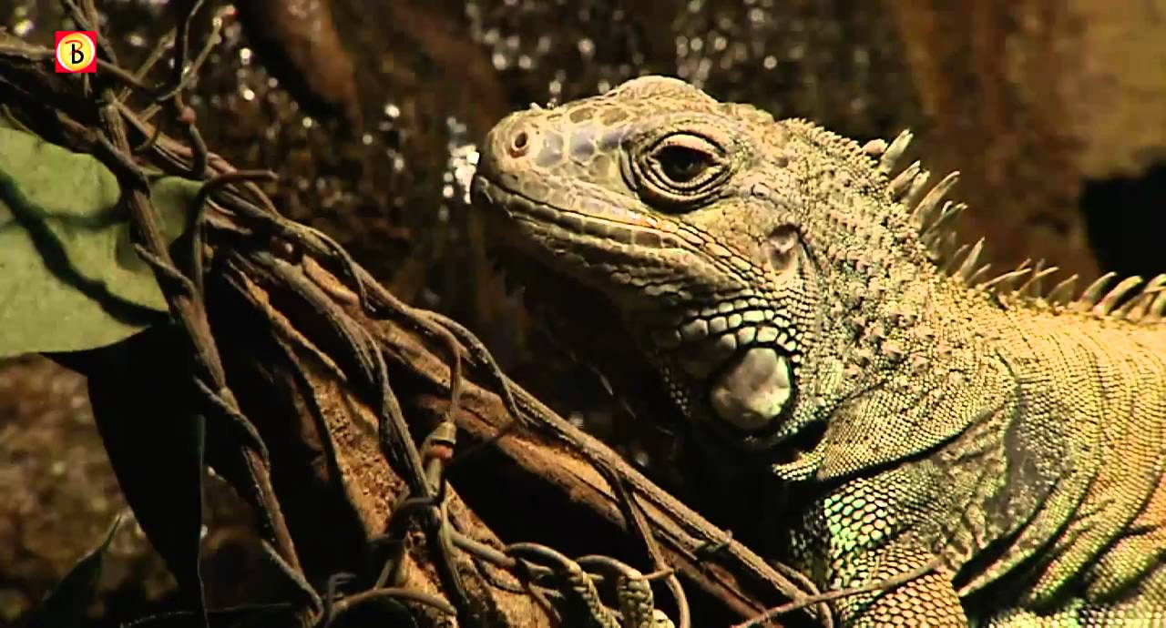 Brabant viert dierendag (HD)