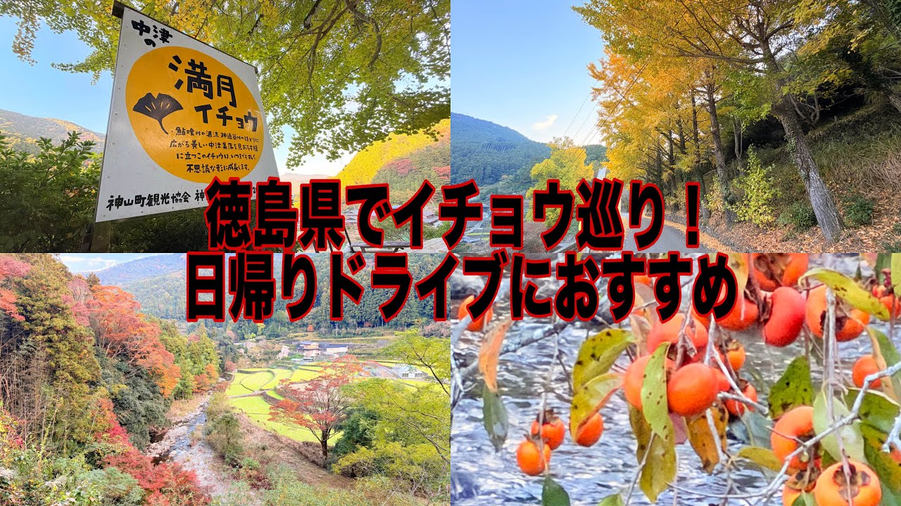 イチョウの葉が散る前に行きたい！県内おすすめスポットを紹介