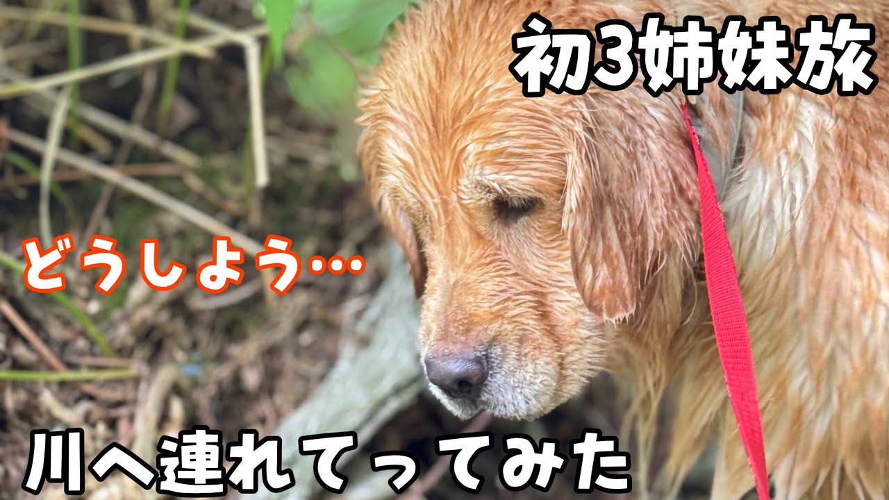 【初3姉妹旅】水に入ったこともない犬を川へ連れて行った結果