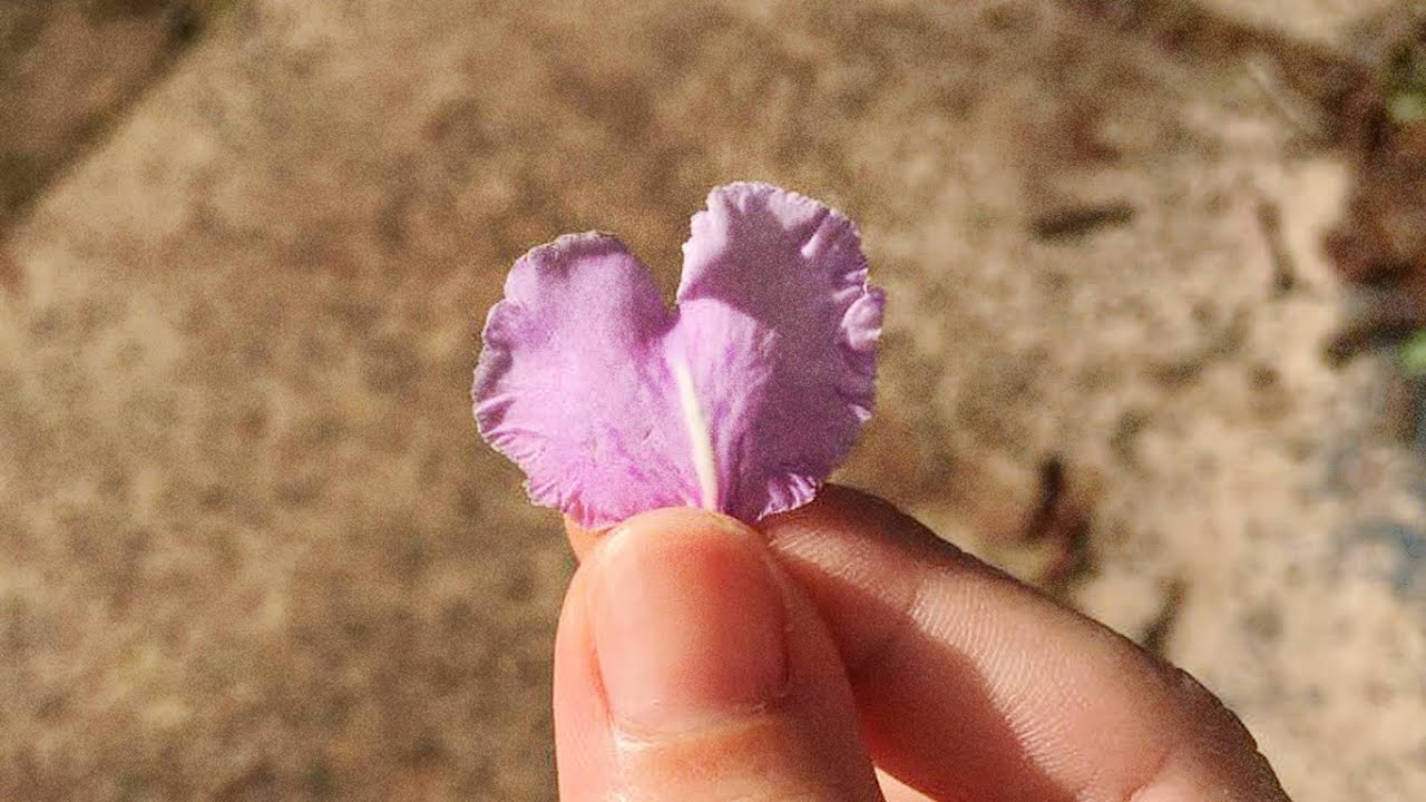 Sinais Profundos e Detalhados de Chamas Gêmeas