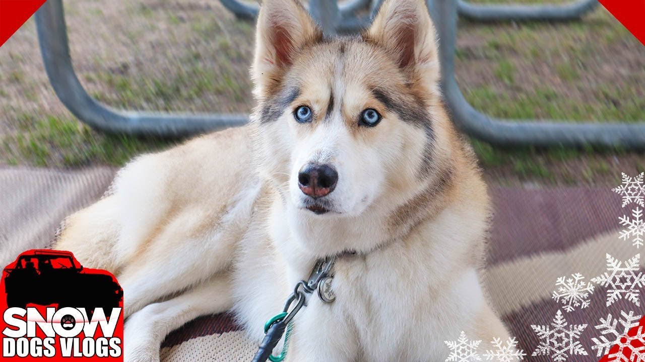 Shelby Loves These Words | Camping With Dogs